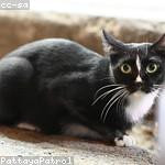 Kaylah Langosh Profile Picture