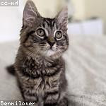 Mazie Hintz Profile Picture