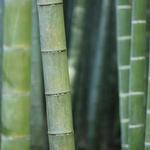 Cierra Feest Profile Picture