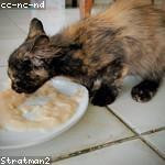 Yadira Ratke Profile Picture