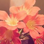 Anika Lubowitz Profile Picture