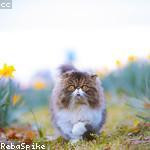 Betsy Pacocha Profile Picture